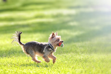 Yorkshire Terrier Puppy Running With Ball Across Grass Park Lawn Blurred Background Closeup Side Landscape View Of Cute Yorkie Dog Animal Authentic Lifestyle Activity Young Pet Life Concept