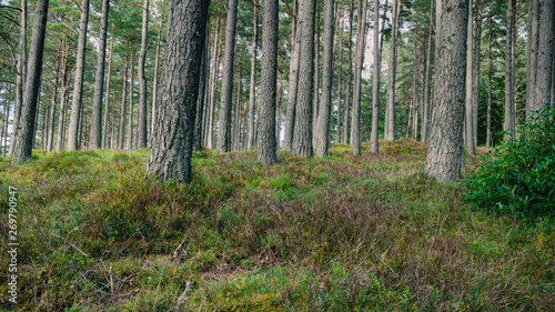 Scottish Pine Forest Floor © SJVL