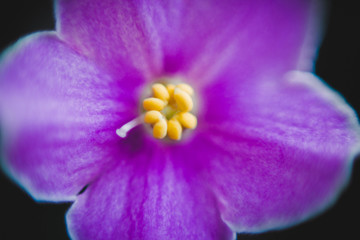 Wall Mural - Abstract purple flower on dark background.