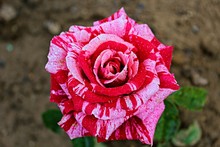 Two Tone Rose