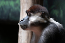 Red Capped Mangabey Ape Monkey