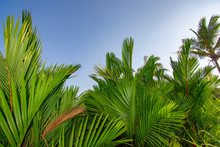 Arecaceae Palm Plant A Clear Sky Background