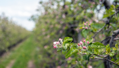 Canvas Print - Budding apple blossom in springtime