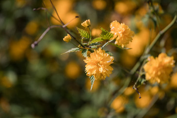 yellow flower