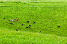 A Small Herd Of Cows With A Shepherd Grazes In A Meadow