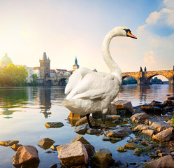 Sticker - Swan on river Vltava