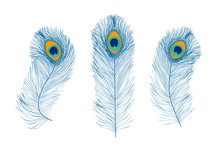 Peacock Feathers, Flat Style. Straight And Curved. Blue Colored Feathers Of Exotic Birds