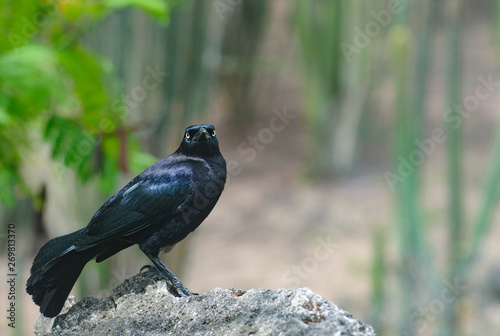 Faune Des Antilles Oiseau Noir Aux Relfets Violets Le