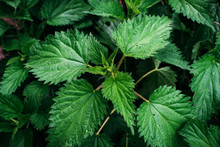 Background With Green Nettle Leaves.
