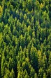 © sebi_2569 - fir forest seen from above