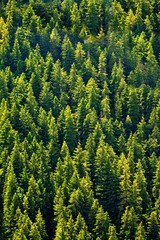 fir forest seen from above