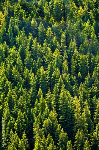 Dekoracja na wymiar  las-jodlowy-widziany-z-gory