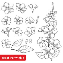 Set With Outline Periwinkle Or Vinca Flower Bunch And Ornate Leaves In Black Isolated On White Background.