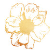 Gold flower hand drawn illustration on white background