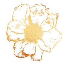 Gold Flower Hand Drawn Illustration On White Background