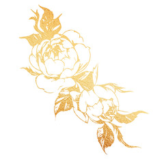 Wall Mural - Golden rose hand-drawn illustration on a white background