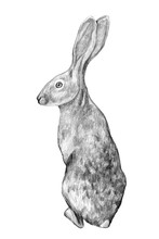 Graphic Hand-drawing In Pencil. Sketch Of A Hare Isolated On White. Vintage Style. Realistic Drawing Of A Rabbit.