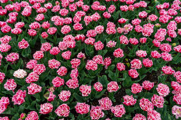 Wall Mural - Pink fringed tulips with a white edging in a botanical garden in spring.