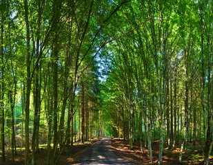  a dirt road in a green forest