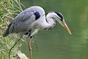 Wall Mural - Heron