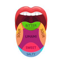 Human Tongue Taste Zones. Sweet, Bitter And Salty Tastes Receptors. Tasting Areas, Umami And Sour Diagram Cartoon Vector Illustration