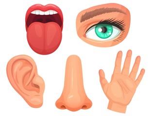 Cartoon sensory organs. Senses organs, eyes vision, nose smell, tongue taste buds, skin touch and hearing ears vector illustration set