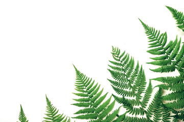 Summer composition. Tropical fern leaves on white background. Summer concept. Flat lay, top view, copy space