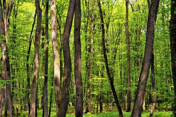 a landscape in deciduous forest 