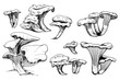 Mushroom hand drawn vector illustration.