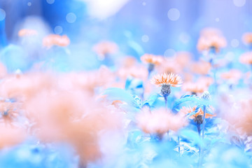 Wall Mural - wild wildflowers pink cornflowers on a beautiful painted blue background with highlights. beautiful 