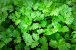 coriander leaves background on farming field