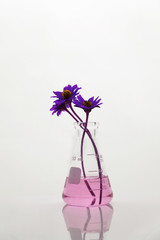 Wall Mural - single glass flask with purple exotic flower in pink water in genetic biotechnology science laborato