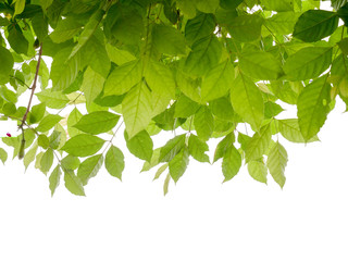 Poster - green leave background with space for text