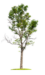 Poster - isolated single big tree on white background