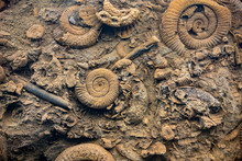 Close Up Of A Prehistoric Bottom Of An Ocean With Various Fossils Of Ammonoidea,  Mollusc Animals And Other Various Shells And Seashells