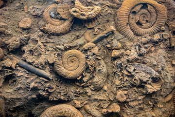 Wall Mural - Close up of a prehistoric bottom of an ocean with various fossils of Ammonoidea,  mollusc animals and other various shells and seashells