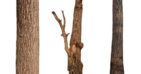 Aufkleber - isolated tree trunk Collection on White Backdrop