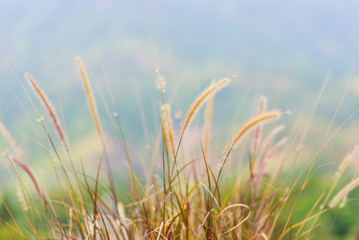 Wall Mural - Group of grass flower in meadow. And bright light, soft blur background
