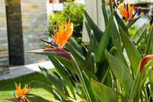Exotic Tropical Flower Of Strelitzia Reginae Or Bird Of Paradise In Garden, Bodrum