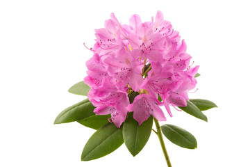 Sticker - Rhododendron