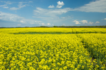 Wall Mural - Large rape field and clouds in the blue sky