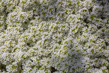 Fototapeta Desenie - White flowers and leaves. Multiple. Tenweeks stock
