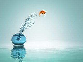 goldfish jump to the sea