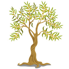 Harvesting greek olive tree with ripe green olives on the branches isolated on white background. Vector cartoon illustration close-up.