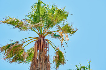 Tall coconut palm on blue sky background.