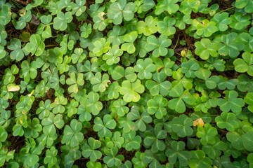 Lucky green clover field background