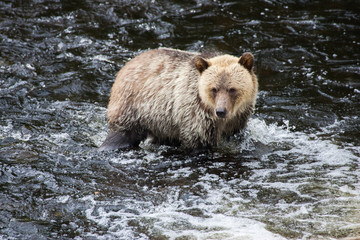 Wall Mural - Brown Bear in British Columbia