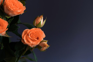 orange roses on dark background. Copy space.