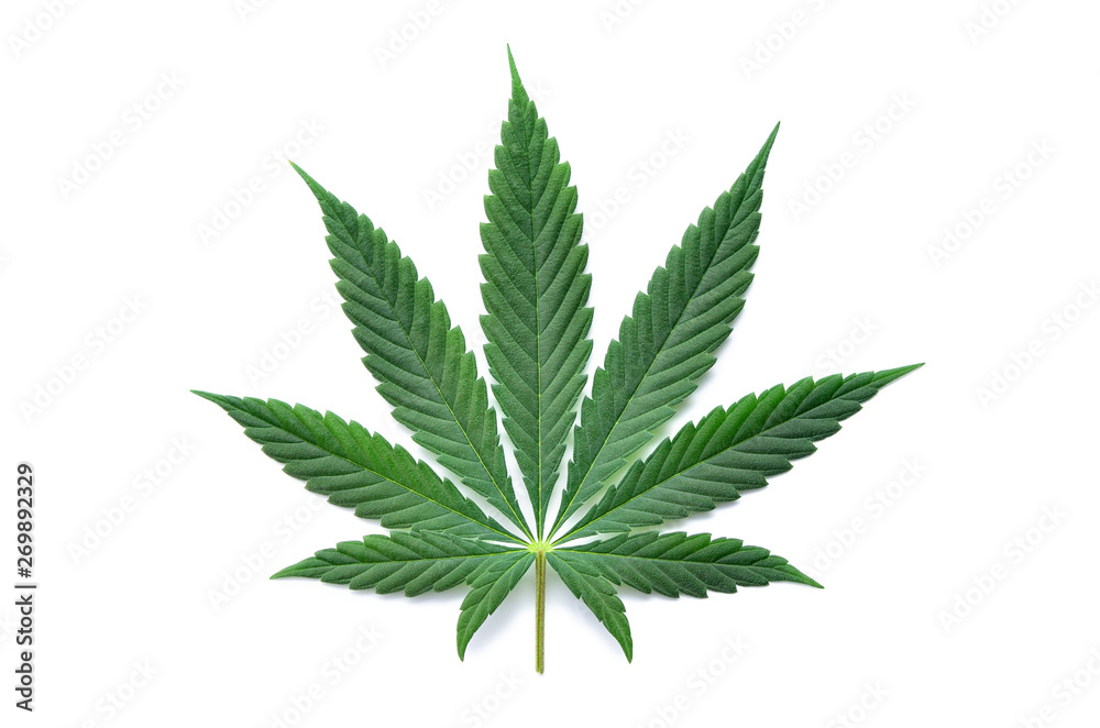 Green cannabis leaves isolated on white background. Growing medical marijuana. - obrazy, fototapety, plakaty 