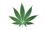 Fototapeta  - Green cannabis leaves isolated on white background. Growing medical marijuana.